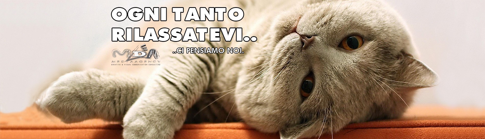gatto_01-12-14